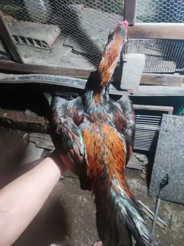 Galo