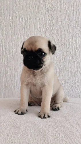 Filhote de Pug macho