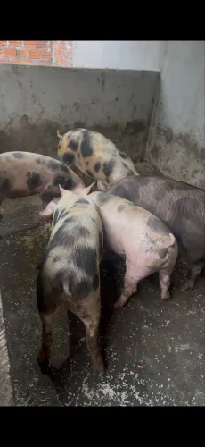 Vendo porco de 80 a 100 kl de raça mas ou menos