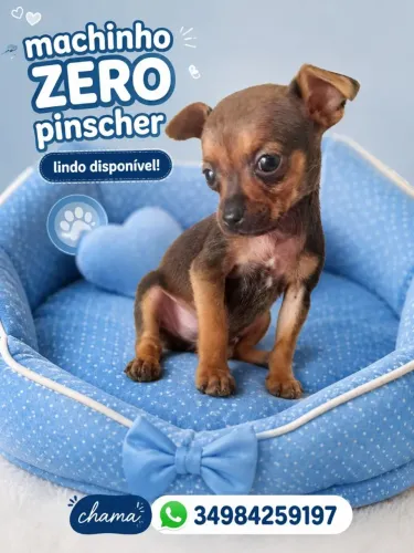 Pinscher