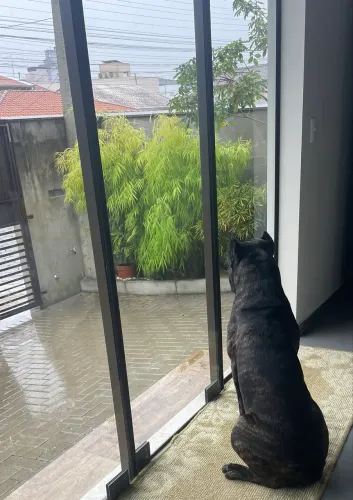 Cane Corso para Cruza - Macho Puro com Pedigree