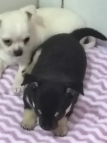 Chihuahua filhote 50 dias R$2.000,00