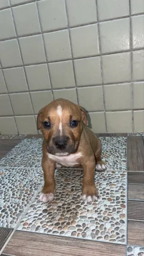 pitbull puro