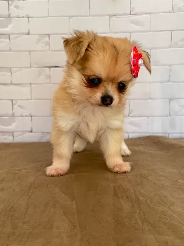 Chihuahua MERLE fêmea pelo longo com pedigree