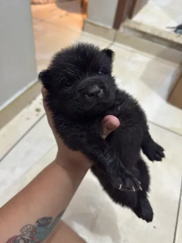 CHOW CHOW PURO