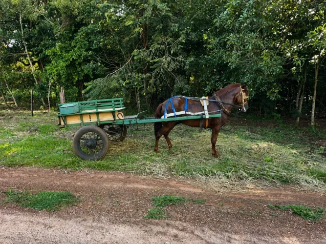 CAVALO E CARROÇA