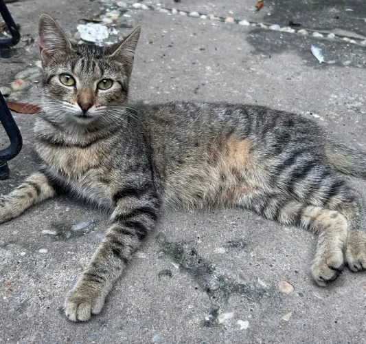 Gatos disponíveis para Adoção 