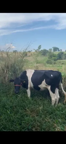 Novilhas procedência leiteira 