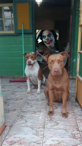 Pit bul red nose puros 