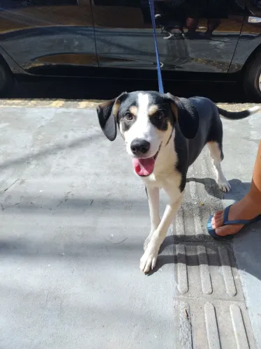 Doação de cão filhote de uns 6 meses. Já possui a primeira vacina.