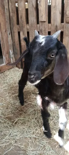 Cabrito lindo **Barato**