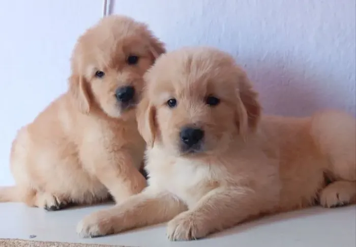 Últimos filhotes de Golden Retriever 