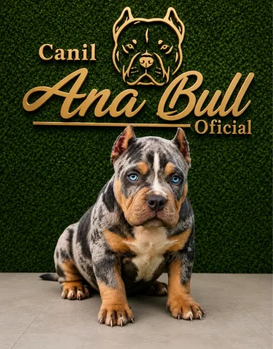 American bully c/ pedigree acp/ veterinário