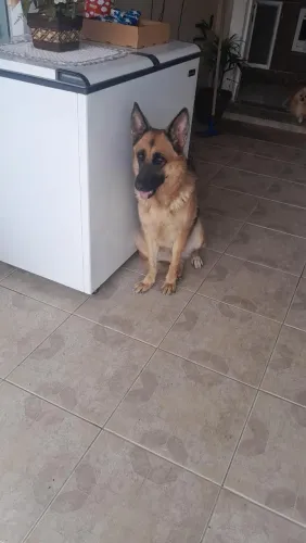 Doação cachorras