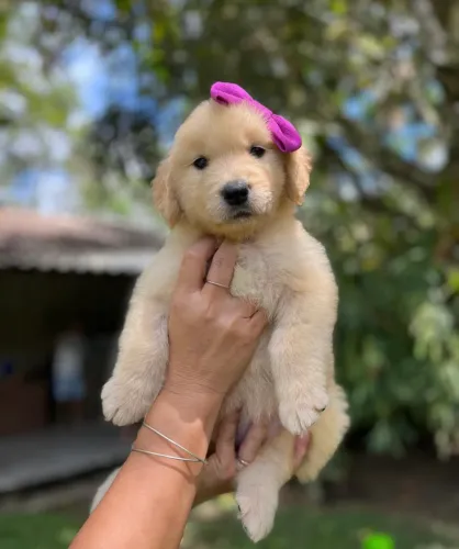 Golden com 50 dias americano 