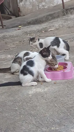 Gatos filhotes para doação