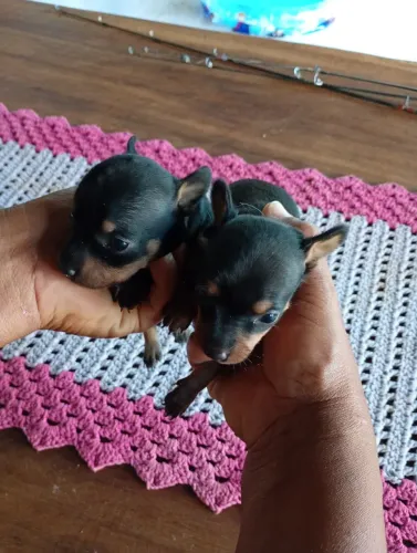 Vendo dois filhotes de Pincher fêmeas tamanho 1,valor 650 cada