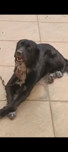 Doação border collie 