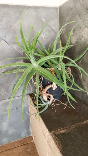 Aloe vera e vasos de flores