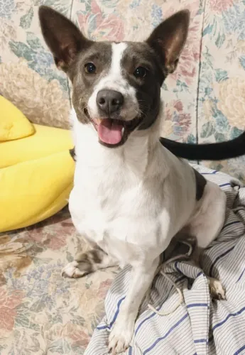 Cachorra castrada porte pequeno para adoção