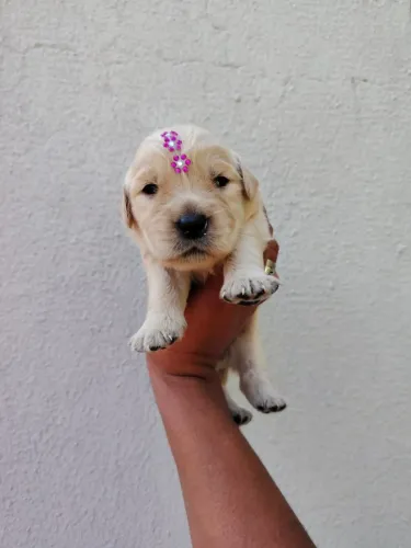 Lindos Golden com garantia e procedencia macho e fêmea