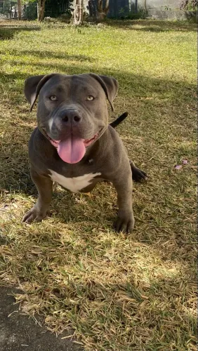 American bully pocket blue ( fêmea) 
