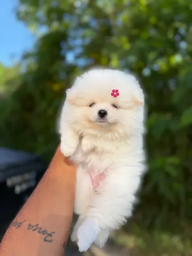 Lulu da pomerania - Linhagem anão