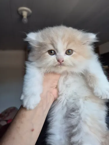 Filhote gatinho persa macho