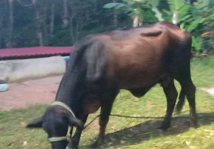 VACA PRENHA  LEITEIRA GIROLANDA GIGANTE da 