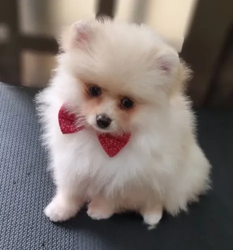 Spitz alemão machos 