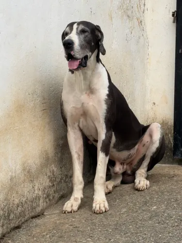 Filhotes de dogue alemão disponível !