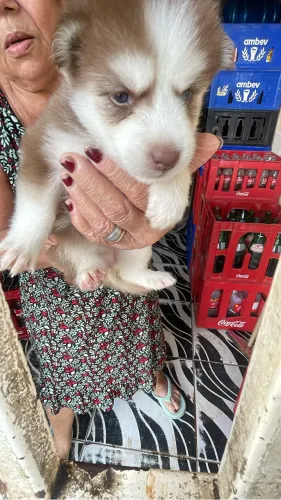 Cachorro