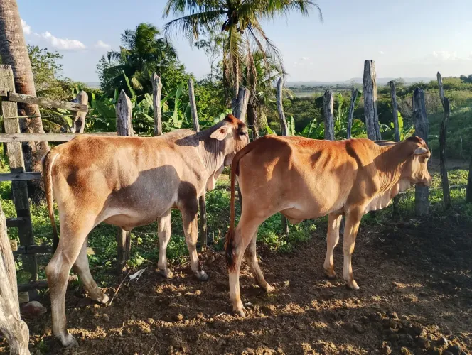 Duas garrotinhas fêmea pra negócio 