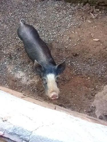 Porco