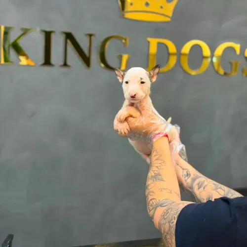 ? Bull Terrier Disponível | Consulte Fotos e Vídeos