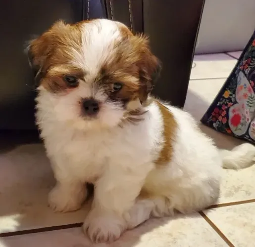 Shih tzu lindos