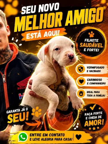 BANDOG FILHOTES DE ALTA QUALIDADE 