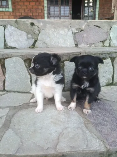 Chihuahuas Pelo Longo disponíveis