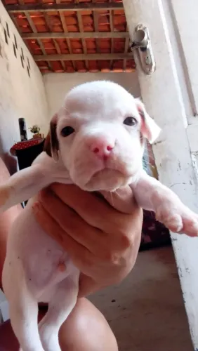 Vendo um pitmonster