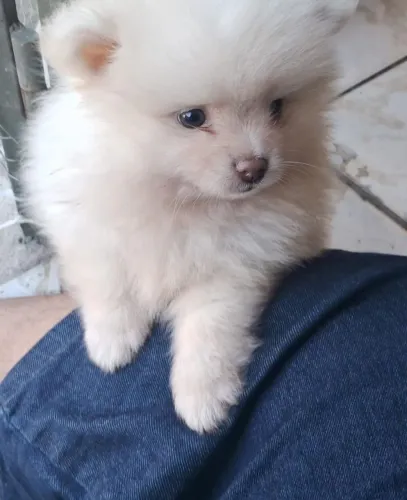 Estou vendendo filhote de cachorro da raça (Lulu da pomerania) 