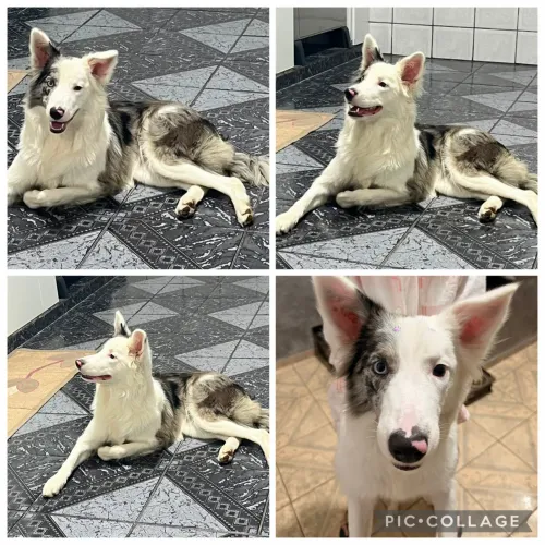 Vendo cadela Border Collie