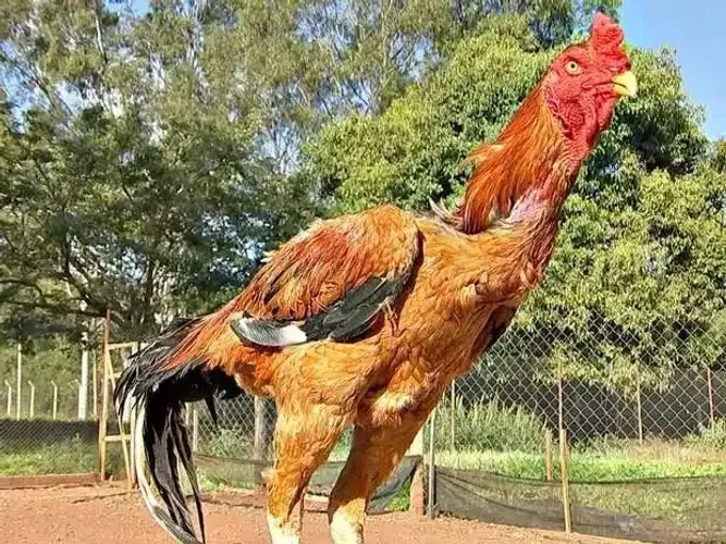 Galos