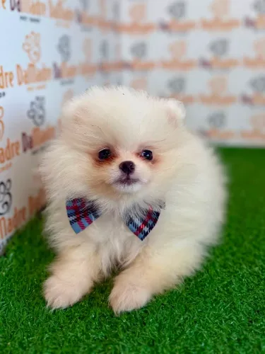 Spitz Alemão Macho 