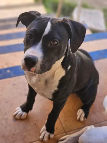 Vendo pitbull american terrie femea