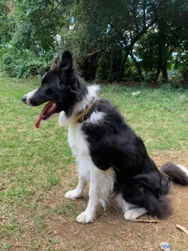 Border collie fêmea adulta (entrando no cio)
