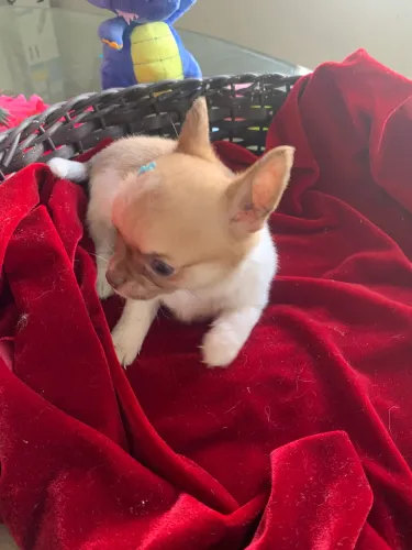 Chihuahua 