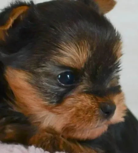 Yorkshire Terrier Bibelôs Queridos.