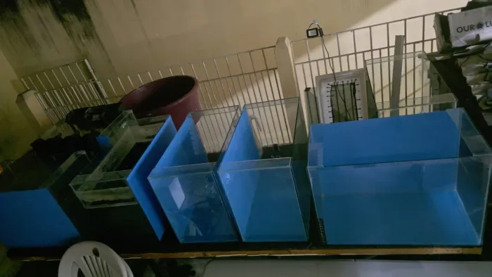 Lote de 15 aquarios de 45 litros - Seminovo novo.