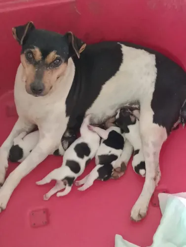 Fox Paulistinha (Terrier Brasileiro)