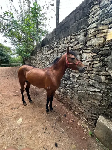 Vendo cavalo mangalarga registrado 10.500.00 negociável